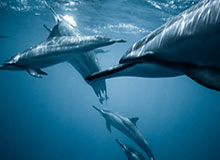 小岛秀夫客串出演《疯狂动物城2》